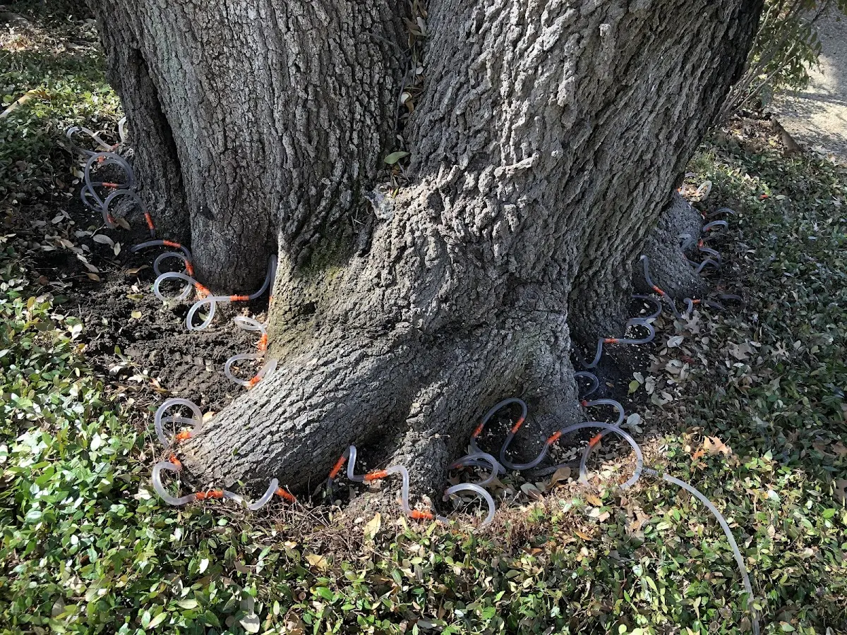 Detailed Tree Cabling and Bracing job site in Snow