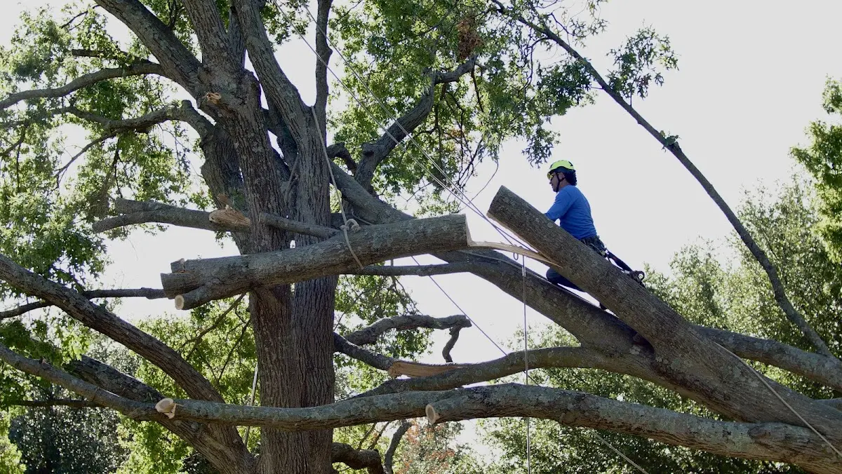 Professional Crown Thinning performed by certified arborists in Snow